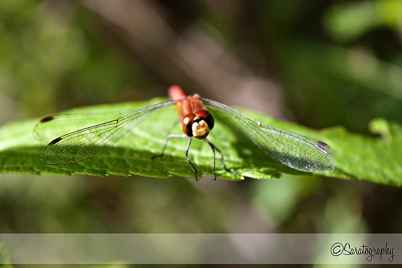 dragonfly_red6