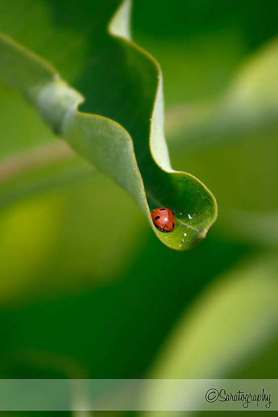 ladybug