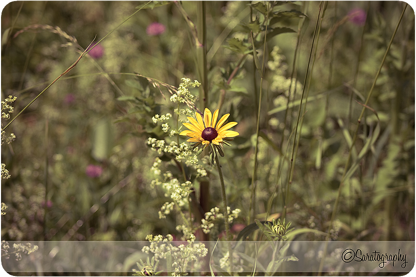 project-365_day-165_2