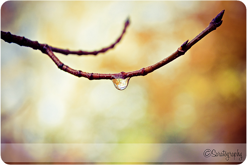 project-365_day-271_2