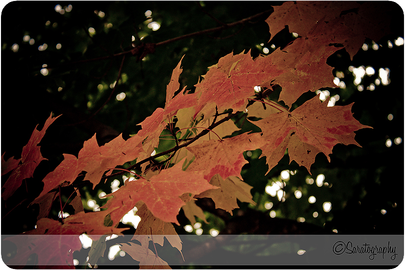 project-365_day-272_3