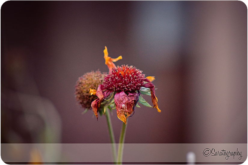 project-365_day-305
