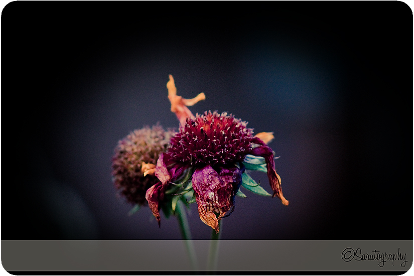 project-365_day-305_2