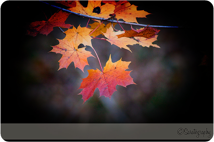 project-365_day-305_3