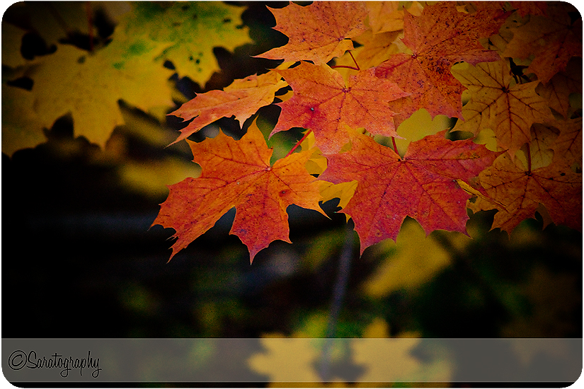 project-365_day-305_4