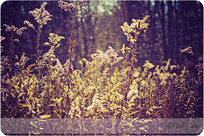 project-365_day-306