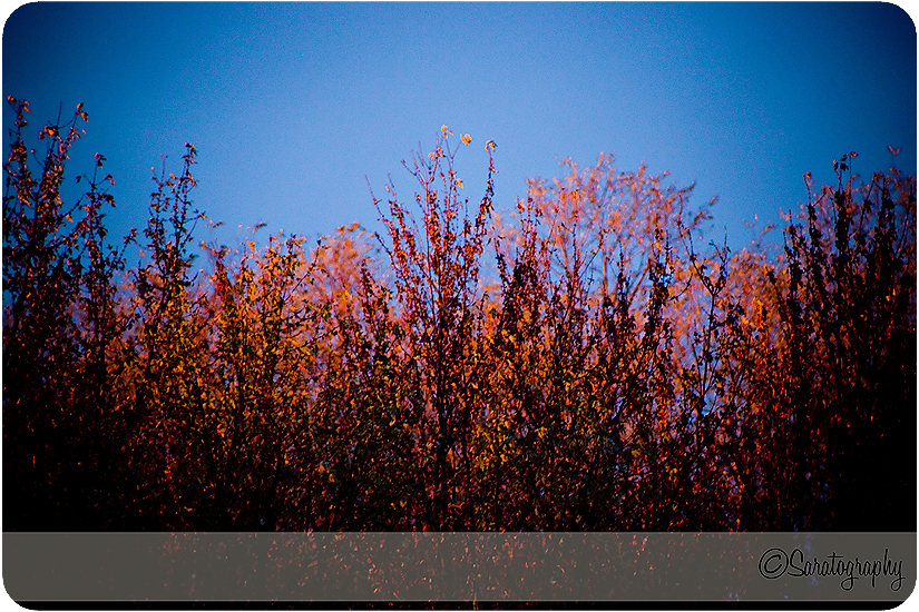 project-365_day-310